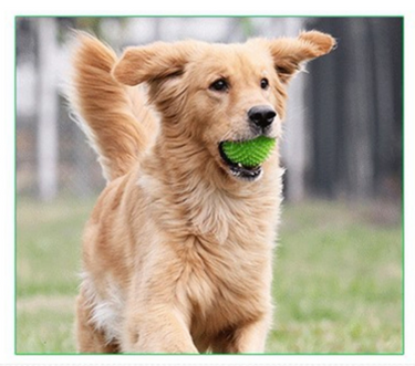 Dog Heaven™ Spiky Squeaker Ball